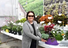 Rely Jaldety of Jaldety presenting Sedum Silver roses. This new color is according to Rely a good addition to their assortment. “The color silver or silver blue is always doing well.”